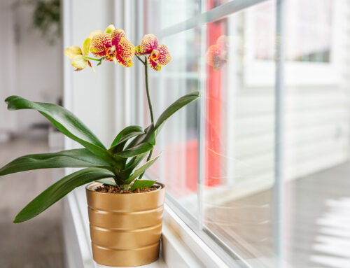 Easy-to-Grow Houseplants for a Lively Home