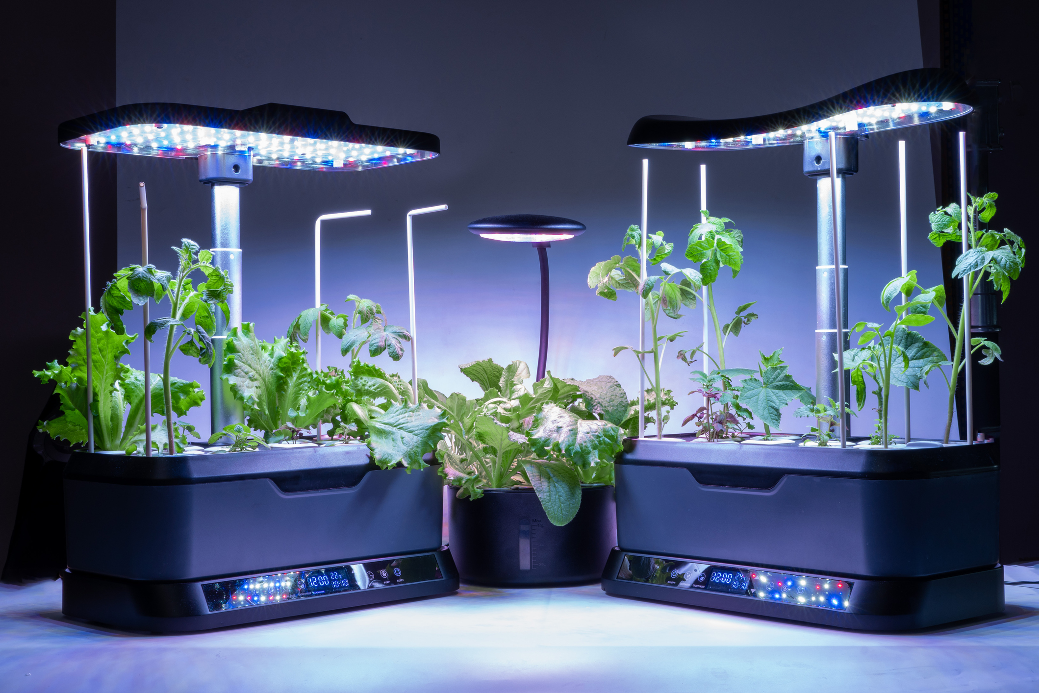 Lettuce Grow Up: Why Retirees Are Falling in Love with Vertical Farming (and How to Get Started) Zinnia Wealth Management