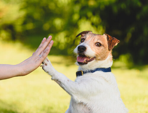 Can You “Teach an Old Dog New Tricks?” In Retirement, That’s the Whole Point