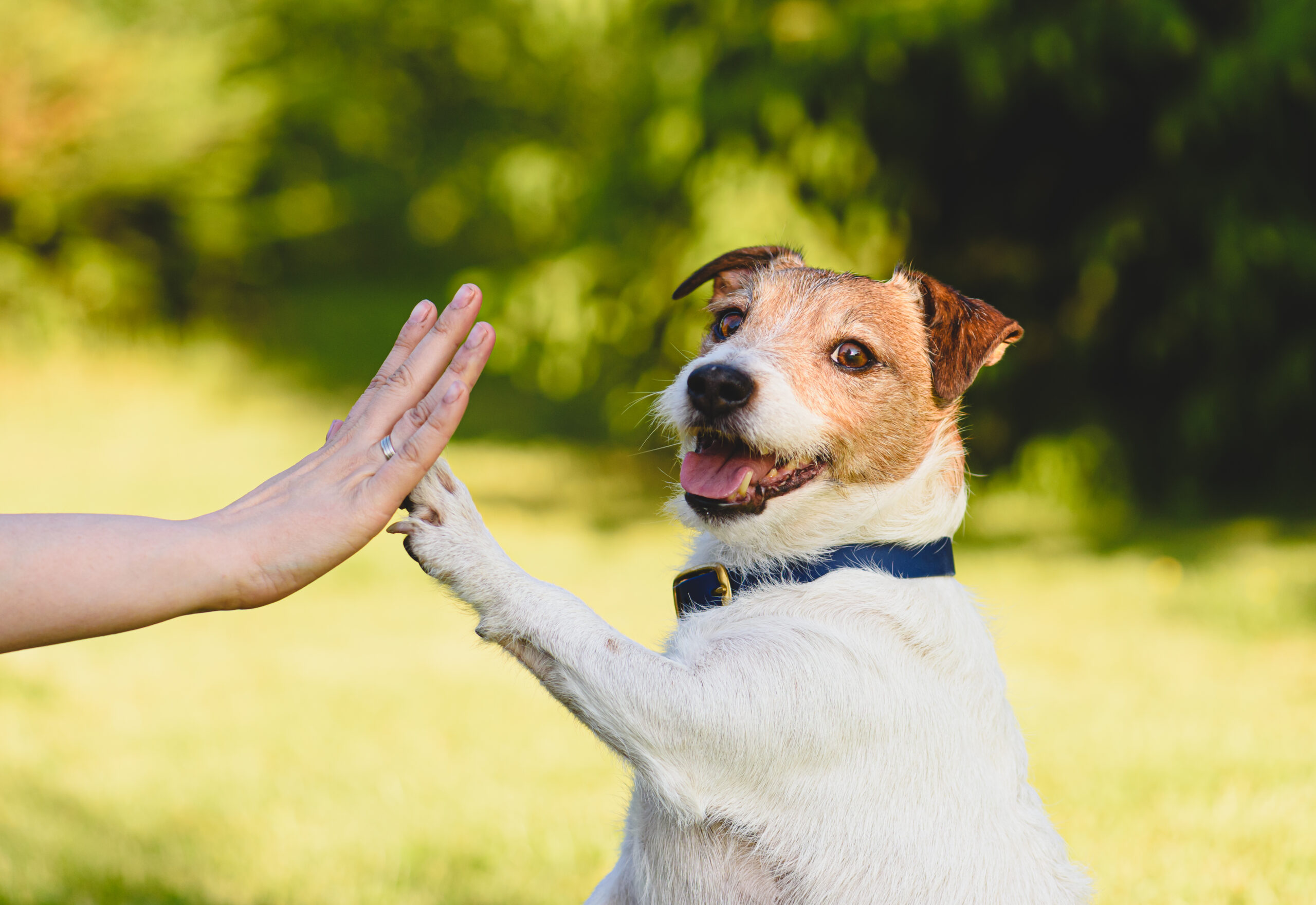 Can You “Teach an Old Dog New Tricks?” In Retirement, That’s the Whole Point Zinnia Wealth Management